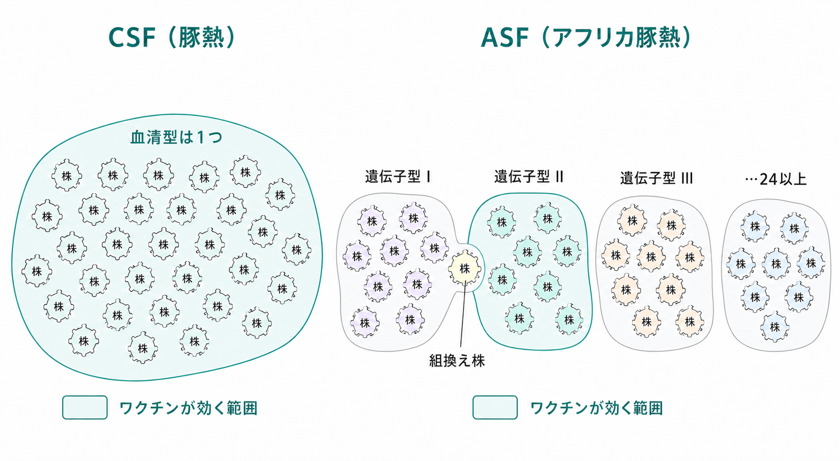 株・血清型・遺伝子型の関係(CSF と ASF の対比)