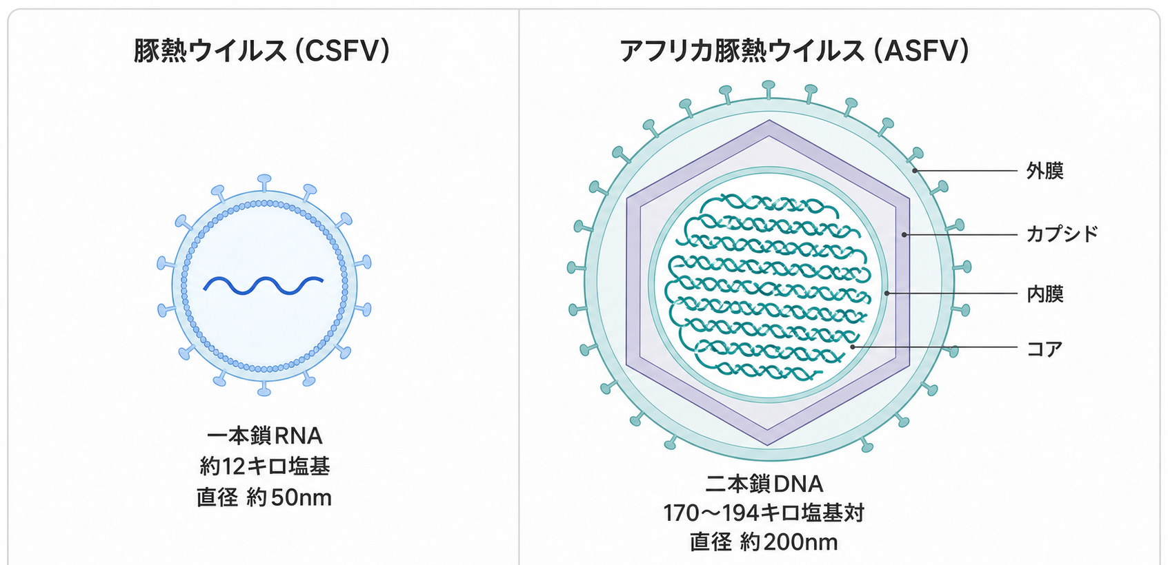 CSFVとASFVのウイルス構造の対比
