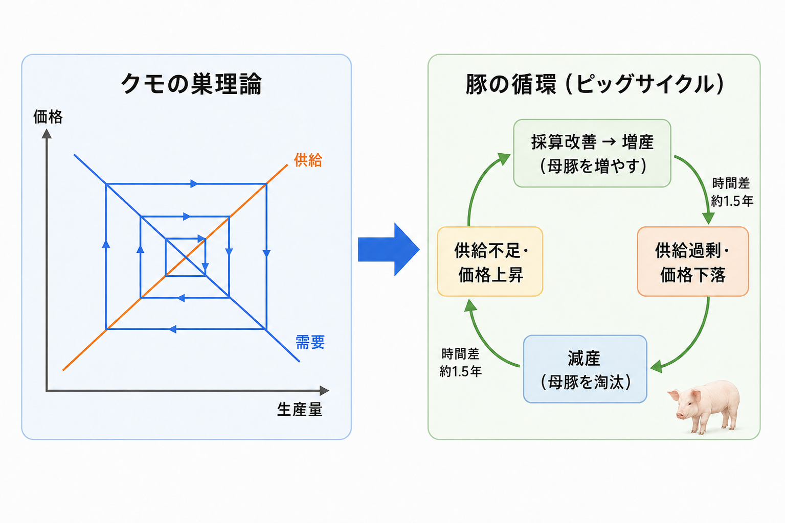左にクモの巣理論の模式図(価格と生産量の軌跡が均衡点で止まらず行き来する)、右に豚の循環(増産→時間差→供給過剰・価格下落→減産→時間差→供給不足・価格上昇)