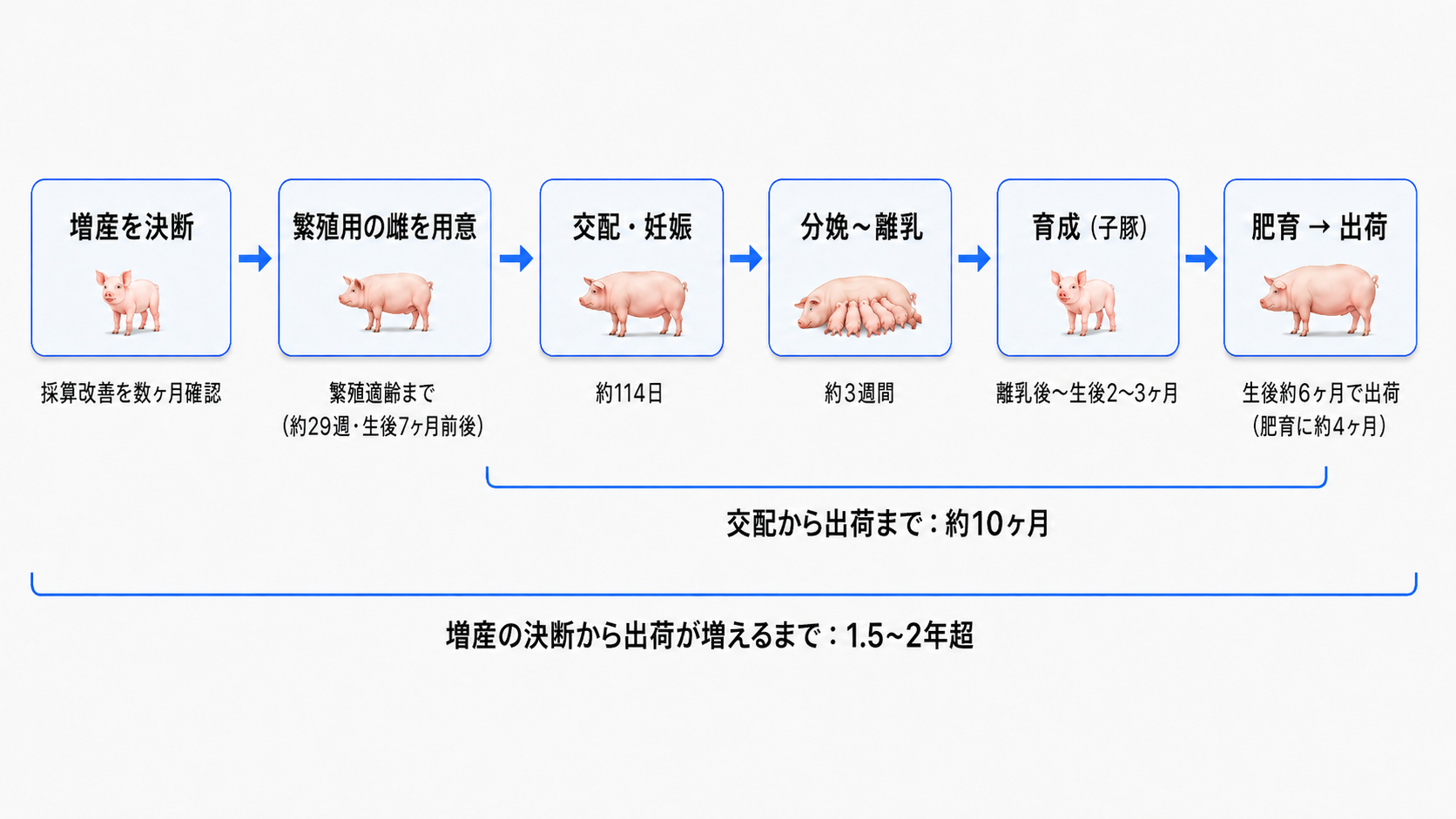 増産の決断から出荷が増えるまでの横型タイムライン。増産の決断・繁殖用の雌を用意・交配妊娠・分娩離乳・育成・肥育出荷の各工程と期間の目安