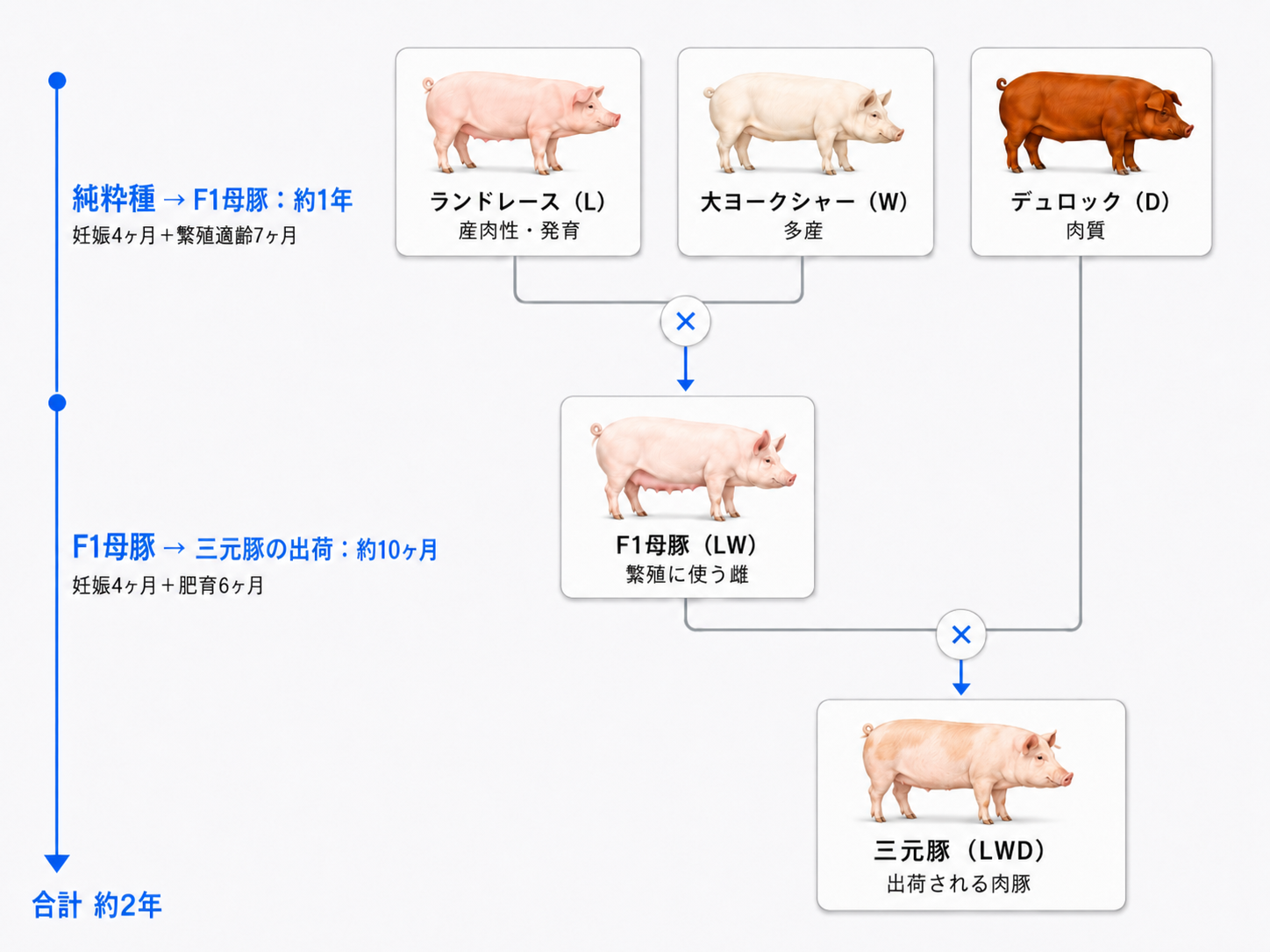 純粋種(ランドレース・大ヨークシャー・デュロック)から、L×WでF1母豚、F1母豚×Dで三元豚(LWD)へと世代が降りる系統フロー